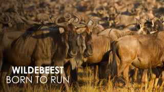 Wildebeest: Born to Run