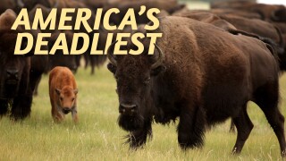 America's Deadliest