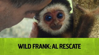 Wild Frank: Al rescate