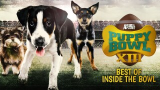 Puppy Bowl: Best of Inside the Bowl