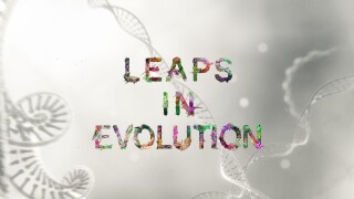 Leaps in Evolution