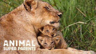 Animal Super Parents