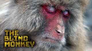 The Blind Monkey