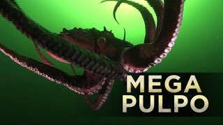 Mega pulpo