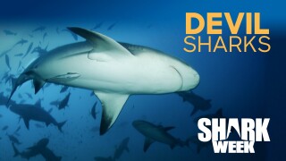 Devil Sharks