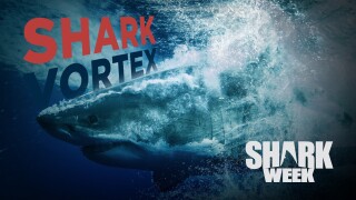 Shark Vortex