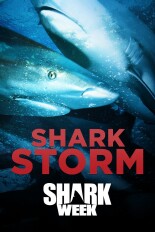 Shark Storm