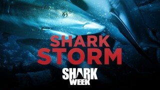 Shark Storm