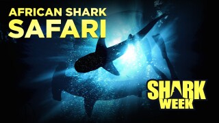 African Shark Safari
