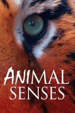 Animal Senses