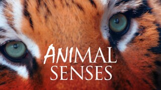 Animal Senses