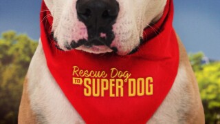 Rescue Dog to Super Dog