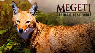 Megeti - Africa's Lost Wolf