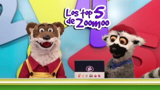 Los top 5 de Zoomoo