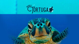 Mundo tortuga