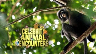 Celebrity Animal Encounters