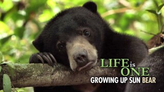 Life Is One: Growing Up Sun Bear