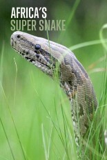 Africa's Super Snake