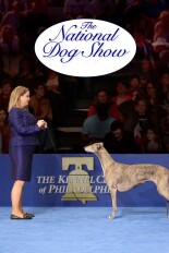 The National Dog Show