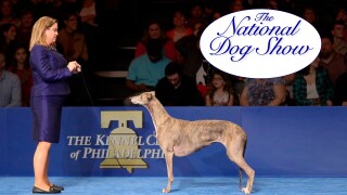 The National Dog Show