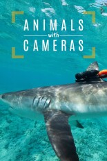 Animals With Cameras, A Nature Miniseries