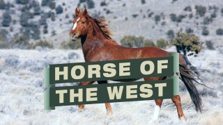 Horse of the West