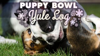 Puppy Bowl Yule Log