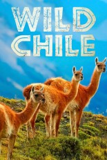 Wild Chile