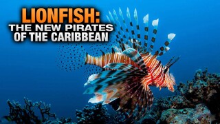 Lionfish: The New Pirates of the Caribbean