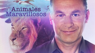 Animales maravillosos