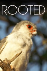 Rooted