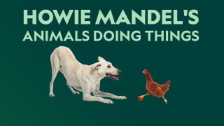 Howie Mandel's Animals Doing Things