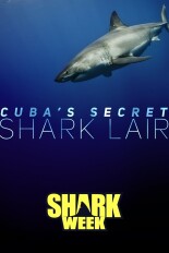 Cuba's Secret Shark Lair