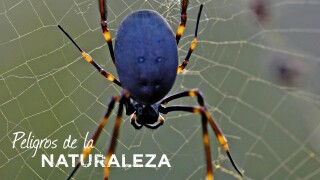 Peligros de la naturaleza