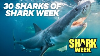 30 Sharks of Shark Week