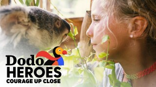 Dodo Heroes: Courage Up Close