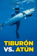 Tiburón vs. atún