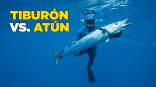 Tiburón vs. atún