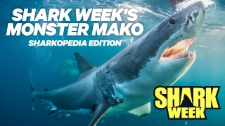 Monster Mako: Sharkopedia Edition