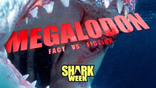 Megalodon: Fact vs. Fiction