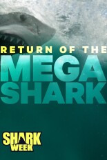 Return of the Megashark