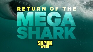 Return of the Megashark