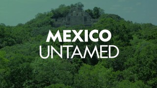 Mexico Untamed