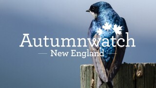 Autumnwatch New England