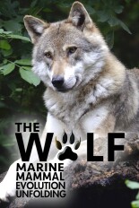 The Wolf: Marine Mammal Evolution Unfolding