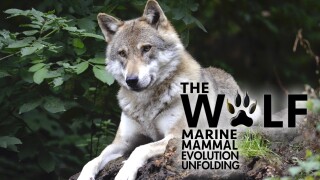 The Wolf: Marine Mammal Evolution Unfolding