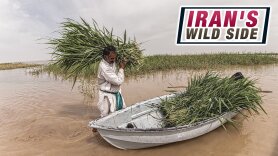 Iran's Wild Side