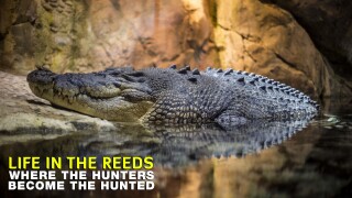 Life in the Reeds: Where the Hunters Become the Hunted