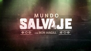 Mundo salvaje con Ron Magill