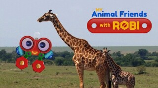 My Animal Friends With Robi